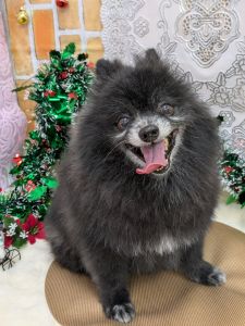 2025年12月2日　写真交換2025年9月20日　再募集スタート2025年9月20日　戻りました2025年9月13日　トライアル2025年8月24日　予約されました2025年8月17日　情報修正2025年6月11日　掲載				■募集番号　25-D5				■犬種	ポメラニアン				■性別	　オス（去勢済）8/27手術				■年齢	10歳（2015年3月28日生まれ）	■体重　4.3㎏			■ノミダニ駆除　駆除済み　　　				■ワクチン接種　	 接種済		■フィラリア	　陰性（25年度予防中）■狂犬病ワクチン　25年度未接種■ご飯　AIMS気管虚脱があります。現在、投薬等はありません。			性格は、寂しがり屋です。人が大好き！散歩も好きで喜んで出かけます。トイレはトレーニング中ですが、かなりうまくできるようになってきました。散歩でも排泄します。耳を触られることが苦手です。いたずらはほとんどなく、テーブルの上の人間の食べ物には興味がありません。生涯室内飼いをお願いいたします。玄関等ではなく、ご家族の皆様と一緒に過ごせる環境でお願いいたします。						犬の飼育経験のある方でお願い致します。						■連絡先　　　阿部　電話 080-3528-7538                                                              (仕事の都合により平日は夕方6時～夜9時にお願いします)					