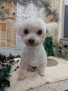 2025年12月9日　情報修正2025年8月17日　掲載		■募集番号　25-D3					■犬種	マルチーズ×チワワ				■性別	　メス（避妊済）				■年齢	10歳（2015年5月26日生）	■体重　3.5㎏			■ノミダニ駆除　　　予防中　　				■ワクチン接種　　	 25年度接種済（5月22日）			■フィラリア	　陰性（イベルメクチンにて予防中）■狂犬病ワクチン　25年度未接種■ご飯　手作り食腎臓が悪くなってきています。アレルギーがあるため、療法食フードが食べられません。手作り食にサプリメントを飲んでいます。				性格的には甘えん坊。頑固な一面、わがままな一面があります。食物アレルギーがあり、現在手作り食を食べています。室内外の排泄が可能です（時々失敗もあります）。散歩は大好きです。４時間程度のお留守番が出来ます。膣脱があり、避妊手術時に合わせて処置をしました。取ったものは、悪いものではありませんでした。生涯室内飼いをお願いいたします。玄関等ではなく、ご家族の皆様と一緒に過ごせる環境でお願いいたします。						アレルギーのため、食事の管理が必要です。犬の飼育経験のある方・食事の管理ができる方でお願い致します。2025年8月17日　掲載		■募集番号　25-D3					■犬種	マルチーズ×チワワ				■性別	　メス（避妊済）				■年齢	10歳（2015年5月26日生）	■体重　3.5㎏			■ノミダニ駆除　　　予防中　　				■ワクチン接種　　	 25年度接種済（5月22日）			■フィラリア	　陰性（イベルメクチンにて予防中）■狂犬病ワクチン　25年度未接種■ご飯　手作り食				性格的には甘えん坊。頑固な一面、わがままな一面があります。食物アレルギーがあり、現在手作り食を食べています。室内外の排泄が可能です（時々失敗もあります）。散歩は大好きです。４時間程度のお留守番が出来ます。膣脱があり、避妊手術時に合わせて処置をしました。取ったものは、悪いものではありませんでした。生涯室内飼いをお願いいたします。玄関等ではなく、ご家族の皆様と一緒に過ごせる環境でお願いいたします。						アレルギーのため、食事の管理が必要です。犬の飼育経験のある方・食事の管理ができる方でお願い致します。						■連絡先　　　阿部　電話 080-3528-7538                                                              (仕事の都合により平日は夕方6時～夜9時にお願いします)											■連絡先　　　阿部　電話 080-3528-7538                                                              (仕事の都合により平日は夕方6時～夜9時にお願いします)					