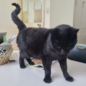 無事飼い主さんのところに戻りました　2/17保護日：2026年2月2日保護場所：横手市駅南性別：メス年齢：1～3歳色柄：黒人懐っこい飼い主さん、心当たりのある方、ご連絡お待ちしております						■連絡先　電話：080-3489-9874 嵯峨(平日の日中は仕事のためメールにてご連絡ください)メール：cat2@inuneko-akita.net