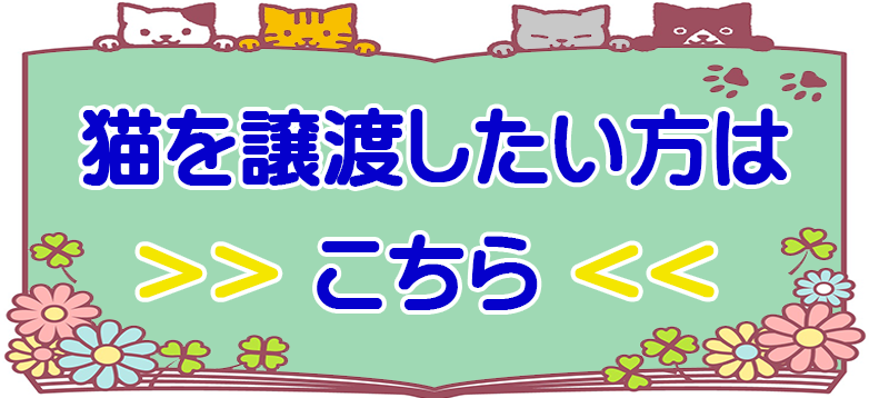 猫を譲渡したい方はこちらお申込み下さい