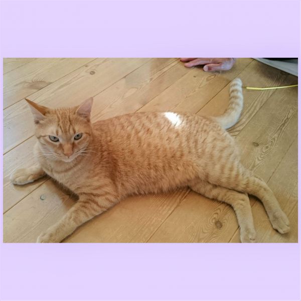 ニック（秋田市）我が家に来て1年が過ぎました。猫がこんなにかわいいのかと驚きました(笑)。健康管理をしっかりして長生きしてもらいたいです。ありがとうございます。