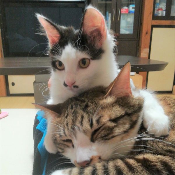 しずく(秋田市)我が家に来て早くも2ヶ月が経ちました。おとなしく見えたのはねこ風邪をひいていた始めの2日ぐらいで後は毎日大運動会でびっくり。どうやらお転婆娘だった様です。心配していた先住猫(5歳オス)との顔合わせも拍子抜けするほどスムーズでした。てっきり「シャー」とか「ウー」とかで始まるのかと思って身構えていたのに、始めから写真のように仲良しです。今年になるまで2匹目を迎え入れるのはあまり考えていませんでしたが、しずくをもらったのはいろいろな意味で正解だったと思っています。