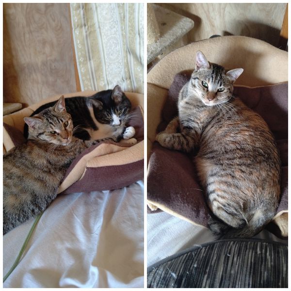 食欲旺盛で先住猫とも仲良くしております。