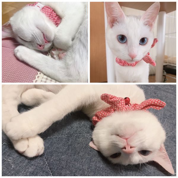 ﻿遊ぶのが大好きでとても元気です。よくおしゃべりをします。食欲もあり、すくすく成長しています。