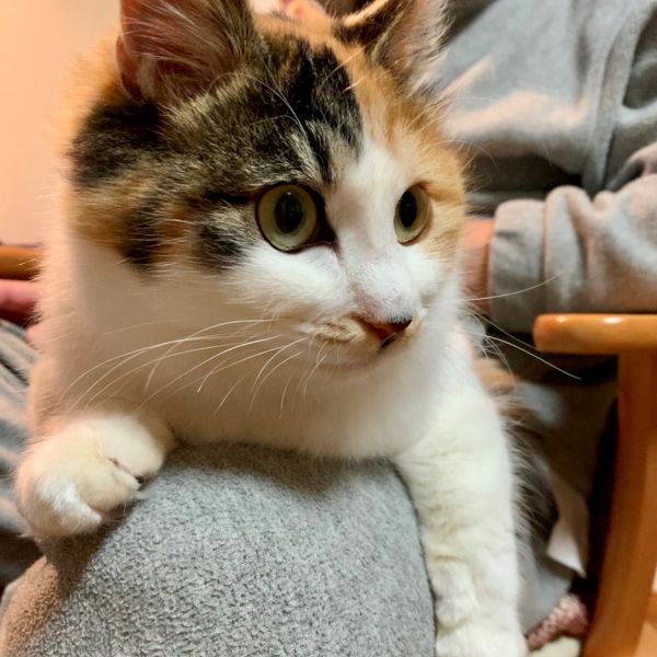 アンジー（秋田市）おかげさまで楽しい猫ライフを過ごしてます♡プロフィールに記載されていた通り、シャーもしない、爪も立てない……穏やかに、プラスとっても元気な猫ちゃんに育ってます⭐︎