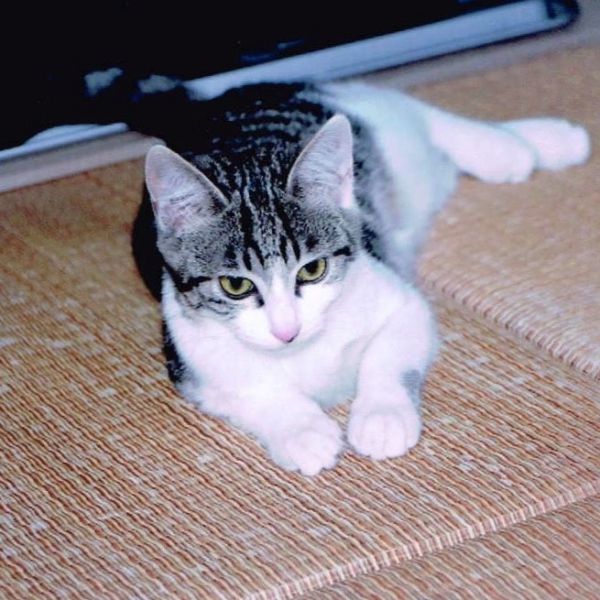 ニコ毎日元気に走りまわっております。