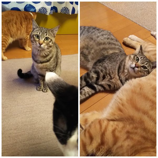 とらお（能代市）無事に去勢手術終わりました。先住猫たちとも仲良くまったり過ごしています！