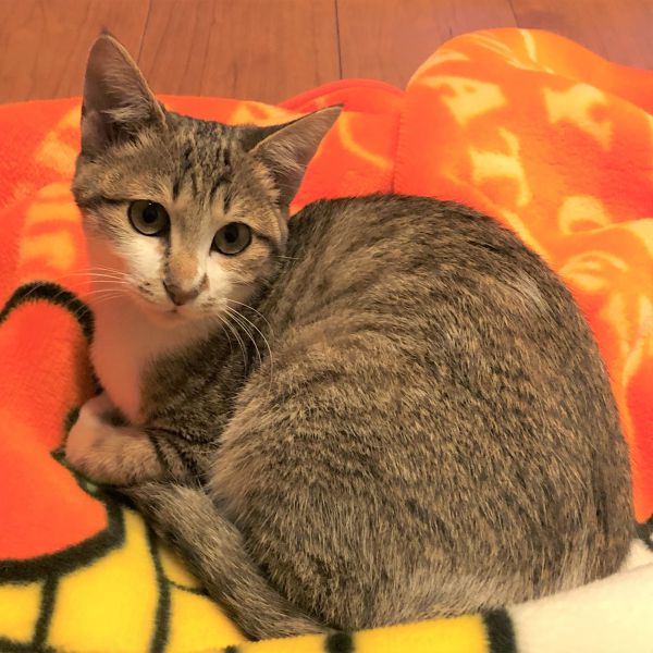 わお（秋田市）毎日元気いっぱいで、よく食べよく眠りよく遊び、こんなに大きくなりました。お姫様みたいなかわいいお顔だから、「おひめ」と名付けようかと思っていたのですが、びっくりするほどの活発な姿とワオキツネザルのようなキレイなしましま模様の長いしっぽを見て、名前は「わお」にしました。家族みんな、わおちゃんが大好きです。