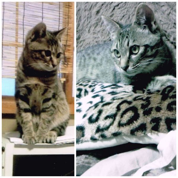 カイ（男鹿市）カイちゃんは28日去勢し29日迎えに行きました。術後もすこぶる元気いっぱいで食欲旺盛です。私クタクタですが毎日楽しいです。