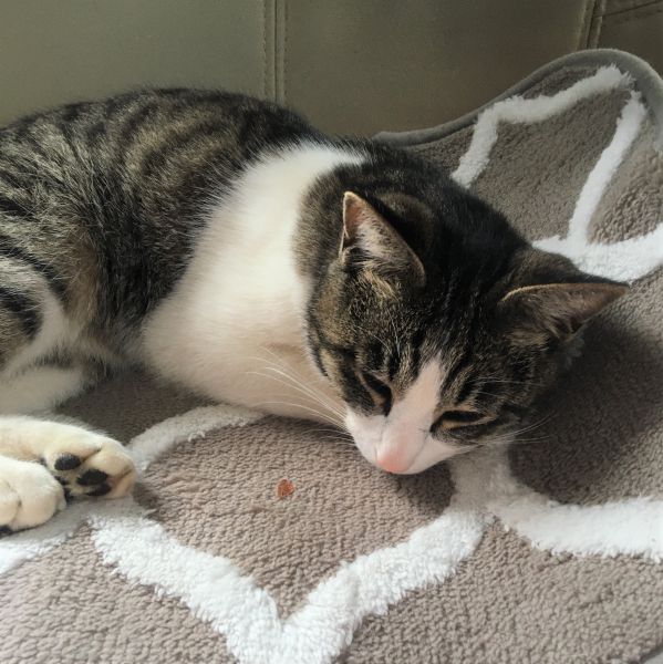 桃太郎（潟上市）寡黙ですが人懐こい猫です。