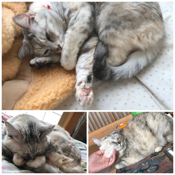ひめ（美郷町）今日で四年目となりました。最近は、猫用煮干しがお気に入りです。益々可愛らしさ、元気さ、ドジさに磨きがかかりました。これからも変わらずに大切にしていきます。