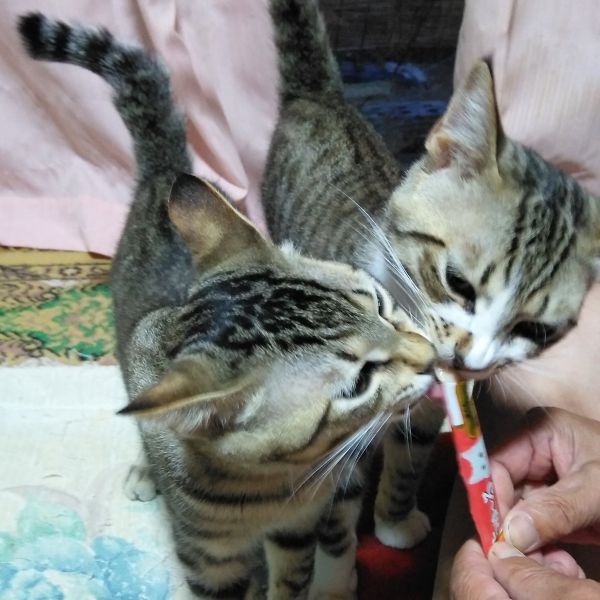 しろとくろ（湯沢市）元気に過ごしてます。この間撮った写真です。