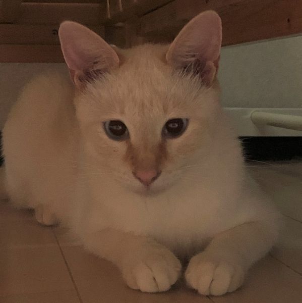 海（にかほ市）7/25に我家に来ました。10カ月の猫は初めての飼育。ドキドキでしたが、とても社交的なかい君に助けられました。今はケージから出て自分が居る部屋で遊んでます。