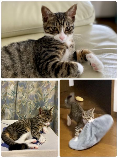 とらちゃん（秋田市）湯沢市から家に来て2ヶ月が経ちました。たくさん食べて遊んで元気に成長中です。おもちゃを投げて欲しくてなんでも持って来ます。写真は自分のベッドのクッションを持って来る様子です。