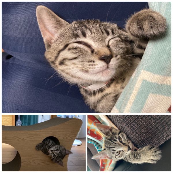 モネ（大潟村）モネがうちに来てから2ヵ月初めの1週間位は臆病な仔猫で隠れることが多かったのですが、今は元気いっぱい紐をおもちゃにして家の中を走り回ってます。じゃれて手を甘噛みすることもあるけど家族みんなのアイドルです。貴重な出会いをいただいた、いぬ・ねこネットワークの皆様に感謝します。これからも大切に育て、一緒に楽しく過ごしていきたいと思います。