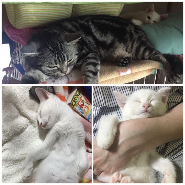 ましろ(秋田市)ご無沙汰しております。ましろはとっても元気にお転婆に逞しく…そして甘えんぼさんに育っています。最近のブームは先住のこはるとの遊びは勿論、モモンガ飛びで誰にでも襲いかかる事(こはるの指導のおかげか痛くはないです)、障子破り(>_<)、キッチン探索。コラッ!の声もどこ吹く風です…。ましろは、寝ている時だけ天使、起きれば悪魔!と言われつつも家族みんなをしっかり下僕にしました(笑笑)最後に、起きている時は活発過ぎて写真が上手く撮れず…寝ているだけの写真になってしまい申し訳ございませんm(_ _)m