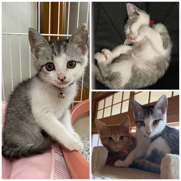 モモ（横手市）モモちゃんが 我が家に来てから2ヶ月になりました。先住猫のリーチとも最初は心配しましたが 仲良くなりました。モモちゃんより 少し後に来たココには モモちゃんは お姉さんの様に優しく接しています。大きな病気や怪我も無く3匹仲良く 毎日元気に 過ごしています。家族みんな癒されてます。