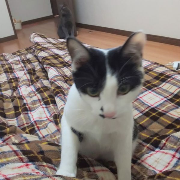 はく（美郷町）誕生日がきて、一歳になりました(^ー^)毎日癒しをありがとう。とても大切な子です(^ー^)