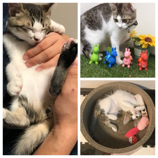 らんぽる（秋田市）らんぽるが来てもうすぐ2ヶ月です。おとなしくてとても甘えんぼうで、家族の誰かにぴったりくっつくのが大好きです。ごはんもよく食べて2kgになりました。家族みんなとっても可愛いらんぽるにメロメロです。良いご縁をありがとうございました。