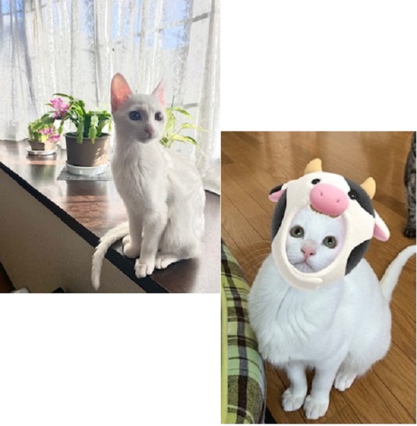 アル（由利本荘市）あけましておめでとうございます譲渡していただいてから2ヶ月が経ちましたので成長した写真をお送り致します先住猫とも仲良く過ごしております