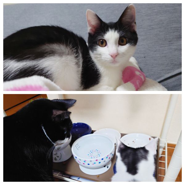 ナッツ（秋田市）我が家に来て2ヶ月が経ちました。先住猫にちょっかいを出してケンカもしますが、適度な距離感で仲良くやっています。食欲旺盛ですくすく育っており（現在、2.7キロ）、今後の成長が楽しみです。素敵な出会いをありがとうございました。