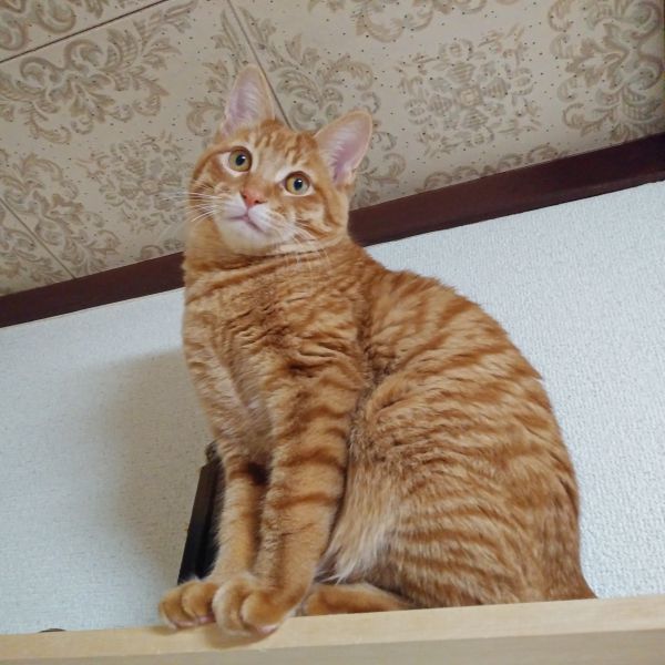 みんと（秋田市）その節は、みんとをお譲り頂きありがとうございました。今では先住猫や先住犬とも仲良く過ごしております。やんちゃ盛りで、毎日元気に暴れております(笑)また１年後に元気なみんとの姿をお伝えさせて頂きます。素敵なご縁をありがとうございました。