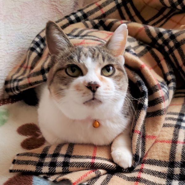 はな（湯沢市）はなを我が家に迎えてから丁度１年になりました。相変わらず元気で、良く食べ、良く眠り、時々夜中に暴走して、通称レディースのはなと呼ばれてます。それも含めてとっても可愛いはなです。これからも一緒に楽しく過ごして行きます。本当にありがとうございました_(._.)_