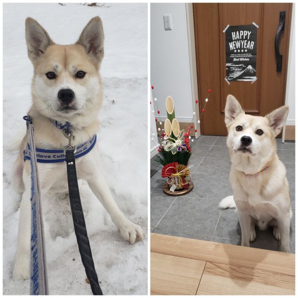 ごうた（にかほ市）ごうたが家に来て半年がたちました。いまだに散歩以外はケージから出てきません。おかげで掃除は楽ですが(笑)びびりはあまり変わらず、家の中では家族にもびくびくしています。その姿に最初は悩みましたが、今はごうたのありのままを受け止めようと思っています。そのかわり、散歩はグイグイ引っ張って、思い切り楽しんでいます。雪の上では、雪玉をジャンプしてキャッチします。その姿に元気をもらっています。１ヶ月に１回のペースで、散歩中、ワンワンと喜んで吠えます。留守番は完璧、犬や人にも無駄吠えしない、とても頭の良い名犬です。これからも大切に育てます。ありがとうございました。コロナが早くなくなり、保護されている犬や猫に新しい家族がみつかりますように。