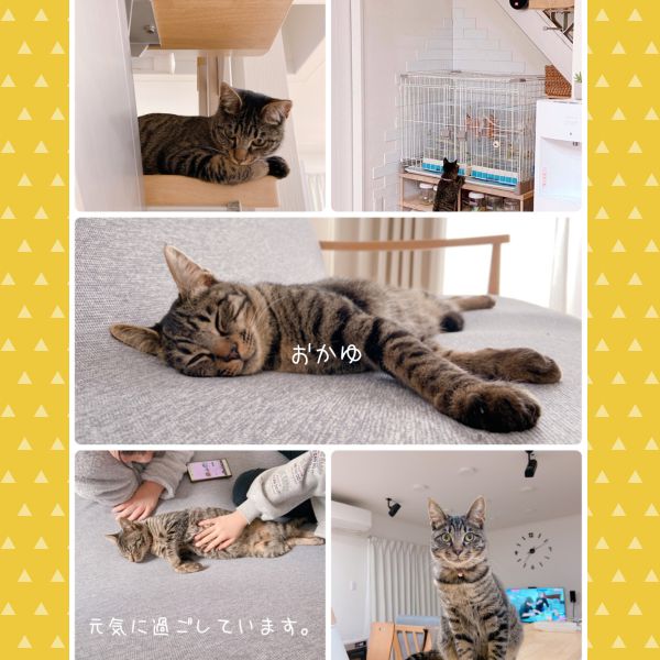 おかゆ(大仙市)譲渡して頂いた「おかゆ」についてご報告いたします。おかゆは我が家に来た次の日には甘えてきてくれるようになりました。名前を呼ぶと来てくれたり、家族の後をついて歩いたりしてとっても可愛いです。おかゆは毎日、先住インコを鑑賞していますが、手を出すことはありません。インコ達もおかゆを見ても動じることなく過ごしています。おかゆが来てまだ1ヶ月ですが、かけがえのない大切な家族となりました。これからも大切に大切にしていきます。おかゆに出会えて家族みんな幸せです。皆様、ありがとうございました!