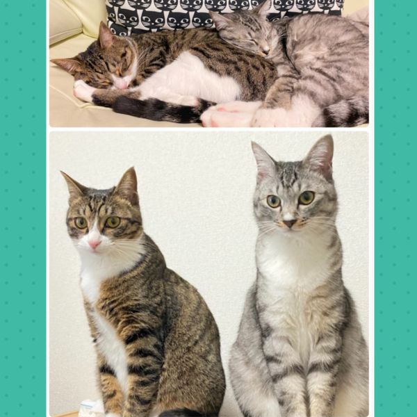 2匹ともとても大きくなりました。元気いっぱいで先代から使っていたキャットタワーがボロボロになり新調しました。爪切りはおとなしくやらせてくれます。