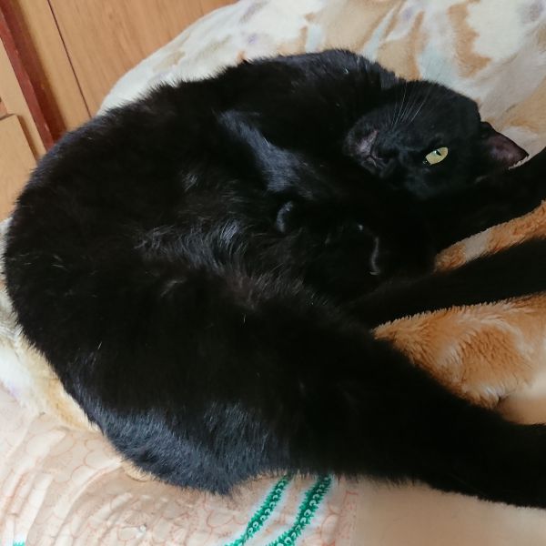 クー暖かくなってきてますが、猫はまだ寒さを感じるようでストーブのお世話になってます。食欲もあり、毎日おもちゃで遊び元気に過ごしてますよ。