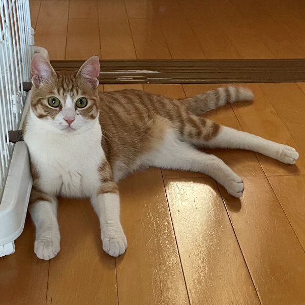 もなか（仙北市） 昨年の6月に譲渡していただき5月12日に無事1歳のお誕生日を迎える事が出来ました。とても活発で遊ぶ事が大好きな男の子なので遊び相手のお友達がいたらもっと楽しくなるかなと思ったりしています(^^)