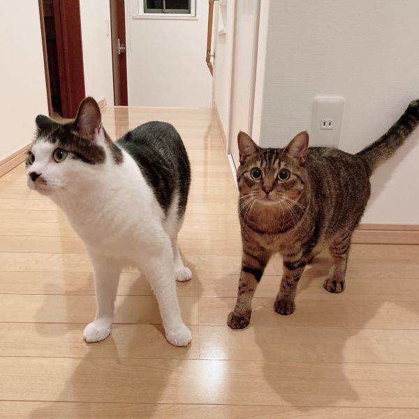 ズー＆ララ（秋田市）2人が我が家に来て1年が経ちました。ズーは体重5kg、ララは4kgを超え、2人ともすくすく成長しました。ケンカすることもあるけれど、一緒に寝たり遊んだり、きょうだい仲良く過ごしています。これからも大切に育てていきます！