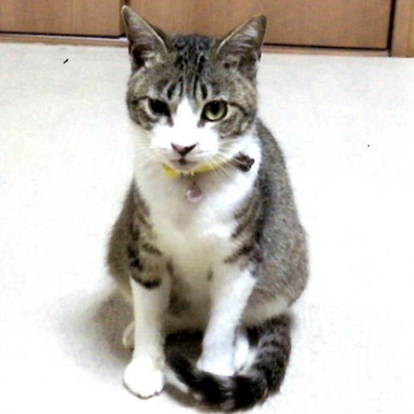 はた（秋田市）はたが我が家に来てから３カ月が過ぎました。はたは猫を飼うことを渋っていたおじいちゃんに一番なつき、今ではおじいちゃんははたにメロメロです。ショックだったのは、猫を飼いたがっていた息子がまさかの猫アレルギーだったことです。１週間悩みました。はたは日に日に家に慣れ、家族になつき、返すのは息子もはたも可哀そうになりウチの子にすることに決めました。息子は薬を飲みながらはたと過ごしています。５月は３種混合ワクチンを接種し、６月には避妊手術をしました。来た頃には2㎏だった体重も3㎏になりました。はたが来てから家の中の雰囲気が変わりました。以前よりも家族の会話、そして一緒にいる時間が増えました。はたに感謝しています。縁あってあずかった命、責任持って一緒に生きていきたいと思っております。これからも宜しくお願い致します。