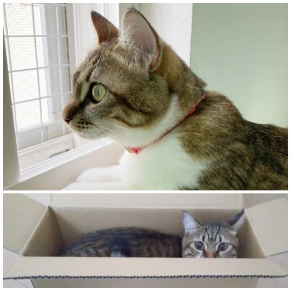きなこ(秋田市)きなこを家族として迎え、1年半経とうとしています。朝は、アラームのように毎日階段でないている為、家族皆できなこアラーム発動と言っています。ネットで買った商品が、届いては空になるのを横で待ち、どんな箱でもチャレンジして入っています。きなこと過ごしてから、毎日が笑いと癒しでコロナ禍でも家族みんなが穏やかに過ごせている事に感謝です。譲渡1年後の連絡遅くなってしまいましたが、可愛い家族として、長生き出来るよう大切にこれからも育てていくつもりです。譲渡有り難うございました。