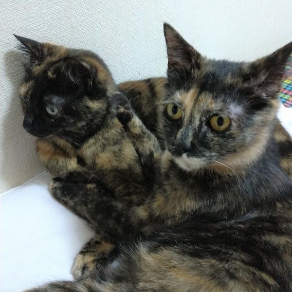 むぎ（秋田市）ご無沙汰してます。むぎです。1年たってこんなに大きくなりました（手前）。ちょっと迷惑なくらい（！）先住さんにもべったりです。とてもおしゃべりで飼い主が帰宅したらいつも色々報告してくれます。