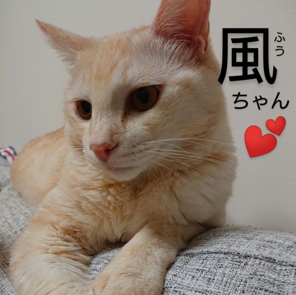 風（大仙市）お迎えして1年が経ちました。ビビりなところは相変わらずですが、いっぱい食べて大きくなりました♪毎朝目を開けると体の上に乗ってきてご飯の催促をするので苦しいです(笑)そして帰宅すると必ずお迎えしてくれるのでとても可愛いです(*^^*)
