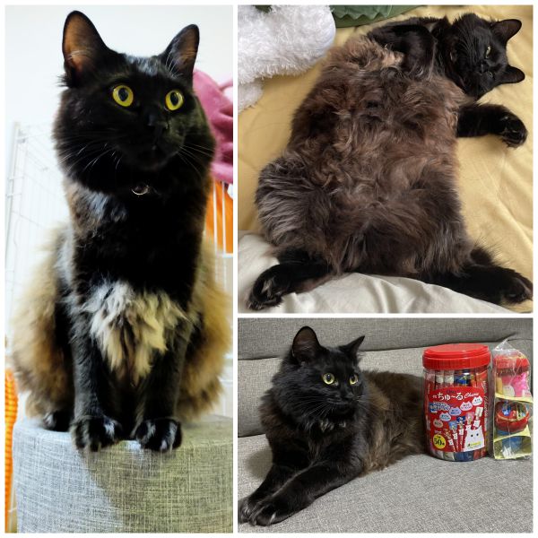 おはぎおはぎちゃんが来てから1年になりました。すくすくと大きくなり、ボリューミーな毛も相まって存在感が凄いです。子猫の時から大のお気に入りなボールを咥えて投げて投げてとせがんだり、そこら中走り回ったり非常にパワフルです。素敵な出会いをありがとうございました。これからも元気に伸び伸びと成長してほしいです。