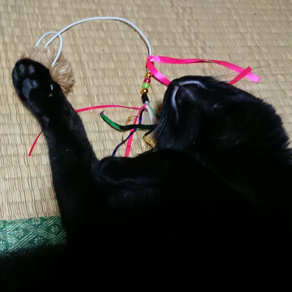 クー猫じゃらしで遊び疲れそのまま寝るクーです