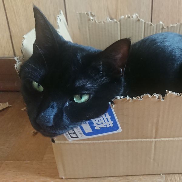 クー段ボールを破るのも猫の仕事で、何か荷物が届くと必ず入ってきた段ボールで遊んでます。片付けは飼い主に任せたと言わんばかりの表情してます