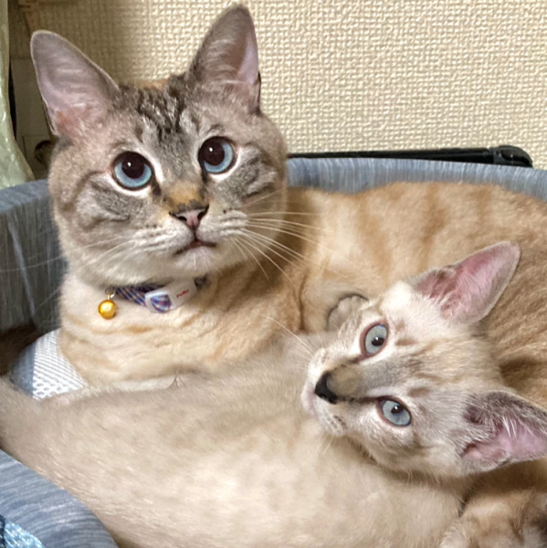 こてつ（男鹿市）我が家に先住猫（テト）が来て5年、こてつが来て2ヶ月となりました( ^ω^ )こてつが来た初日、テトは戸惑っていましたが次の日には遊び相手になり、一緒に寝てました。今では1.8キロまで成長したこてつ。2匹で家中を駆け回っておりますwwおかげさまで我が家がかなり賑やかになりました！ありがとうございました