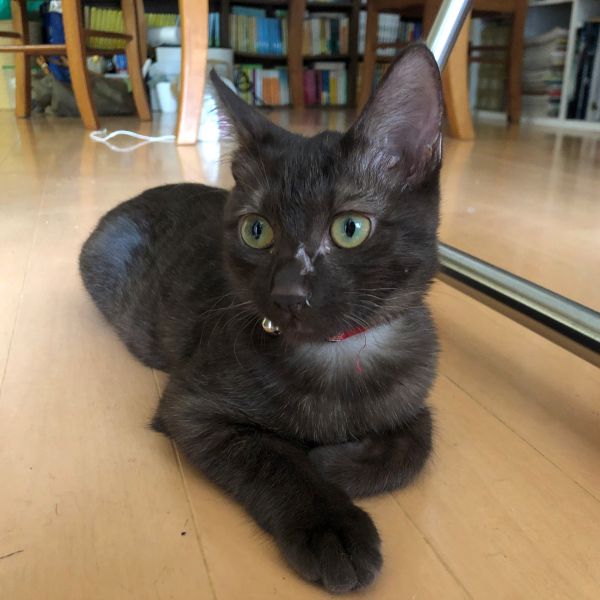 モカ（秋田市）頂いて2ヶ月になりました。体重は1.9キロ、1回目のワクチンも無事終了しました。元気いっぱいにすくすく成長中、家族一同メロメロです！