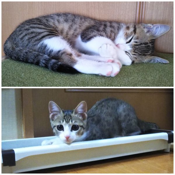 一華（大館市）一華(いちか)が家族になって２ヶ月が経ちました。２回目のワクチン接種も終えてすくすく育ってます。よく食べよく遊び、夜寝るときは一番に階段を駆け上がり、みんなにひと遊びしてもらってから布団でのびのび寝ています。朝は早いと６時前からお気に入りのおもちゃを持って、みんなを起こして歩くようになりました。誰も起きてくれないので二度寝してます(笑)名前を呼ぶと何処にいてもすぐに駆けつけるいいコです。２階にいても返事をしながら下りてきます。おもちゃを投げると持ってきます。人をみて行動します。家族の間では犬なんじゃないかともっぱらのウワサです。先住の姉さん犬(18歳)とも遊びたいんですが、ご老体ゆえ遊びに誘っても乗ってくれないので不服のようです。とにかく人が大好きです。一華はウチの末っ子で、妹になりました。幸せな縁をありがとうございました。