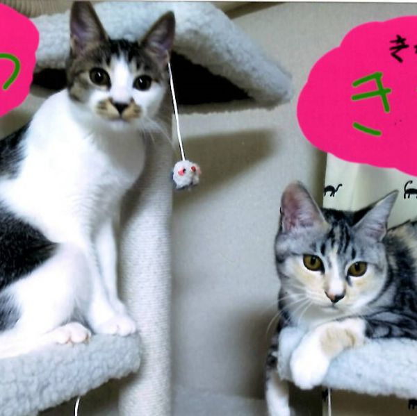 みつ　きなこ（秋田市）子猫たちはそれぞれ「みつ」と「きなこ」と命名し元気に家中を走り回っています。いただいて１ヶ月、みつは1.8㎏から2.4㎏、きなこは2.2㎏から3.0㎏になりすくすくと育っています。２匹の体重が開いてきているのが気になりますが、２匹とも元気です。来月また改めて２匹の写真を送りますね。いろいろありがとうございました。