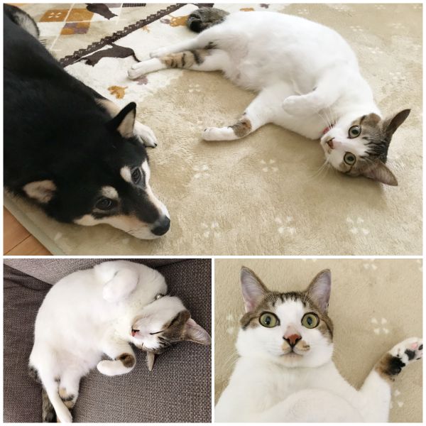 ノア（秋田市）ノアが我が家にやってきて、もうすぐ一年が経とうとしています。時々、先輩犬と追いかけっこしてますが、付かず離れずな感じで仲良くしてるようです。人にくっついているのが大好きな甘えん坊に毎日癒されています^ ^