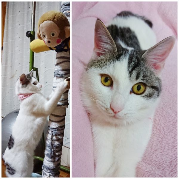 たら家族になって二ヶ月になりました❗普段はほとんど声を出さずにいます。が、お腹が空くと、ものすごい声でご飯頂戴アピール。体重増加中。夜は布団の中に入って腕の中で寝てくれます。久しぶりの子猫なので振り回されていますが、癒されてます。