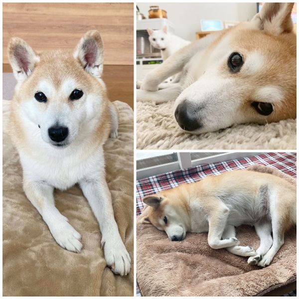 デコ（秋田市）デコが家族になって2カ月が過ぎました。元々とても良く躾けられているのと穏やかな性格で、何の苦労もなく助けられています。その分、近い未来にくる介護を頑張らないとと、デコの優しい顔を見て思う日々です。