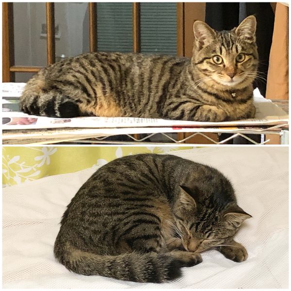 ひまりん（秋田市）おかげさまでひまりん、元気にしてます。眠り猫と、サッカー選手になれるんじゃないかってくらいおもちゃをドリブルするのとのギャップ？、メリハリがスゴイです。ひざに乗ってきたり、甘えてきます。家族を癒やしてくれています。