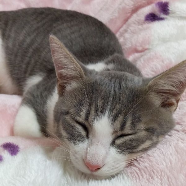 りりい（仙北市）りりいが我が家に来てから3ヶ月が過ぎました。毎日元気いっぱいに遊んで沢山ごはんを食べてスクスクと成長しています。夜はいつも私と一緒に寝る超甘えっ子です。気がつくといつもそばにいます。来月は避妊手術の予定でいます。この出会いに感謝し、これからもたくさん愛情を注ぎ大切に育てていきます。いぬ・ねこネットワークの皆様ありがとうございました。