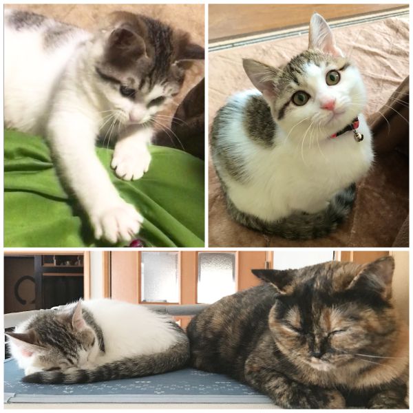 つむ（秋田市）つむが我家に来て2ヶ月経ちました。デリケートな先住とは未だ猫ディスタンス取りまくりですが、仲良く？追いかけっこをして遊んでいることもあります。甘え上手なこともあって家族みんなが癒されており出逢えたことに感謝です。